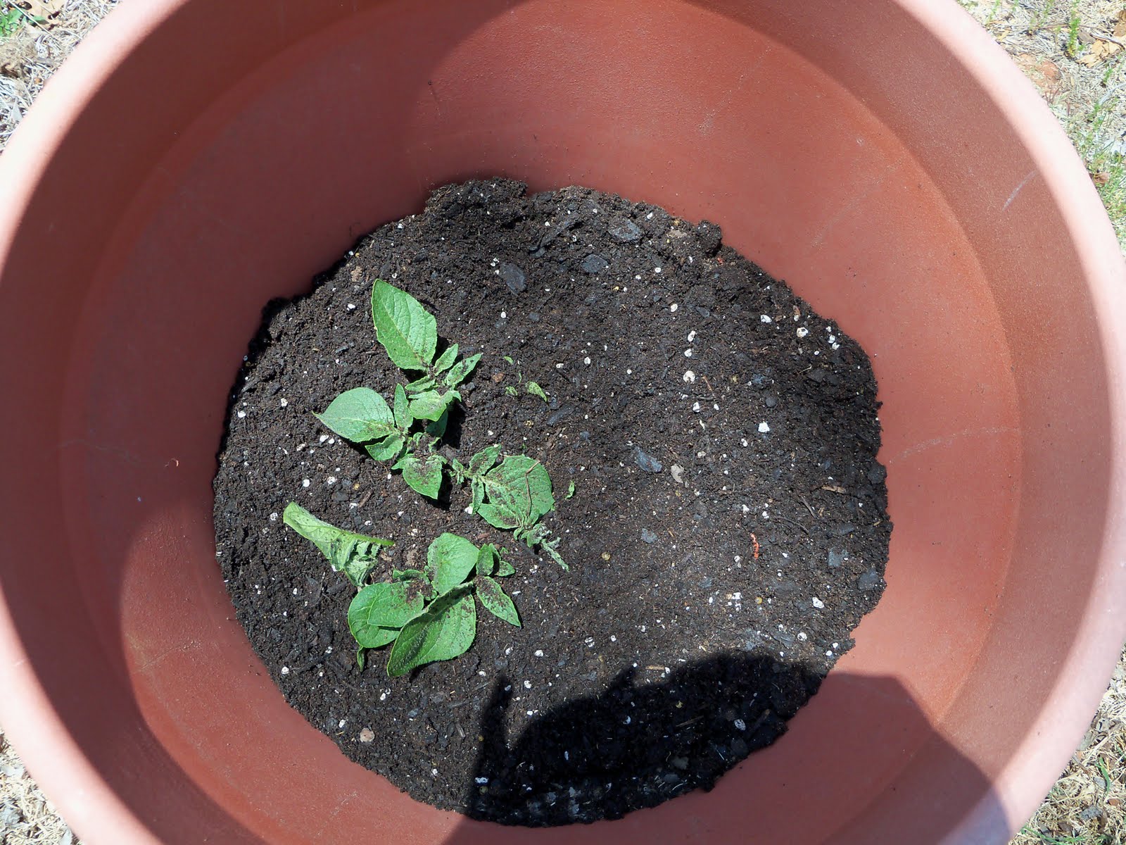 The Corner Yard Growing Potatoes in Containers