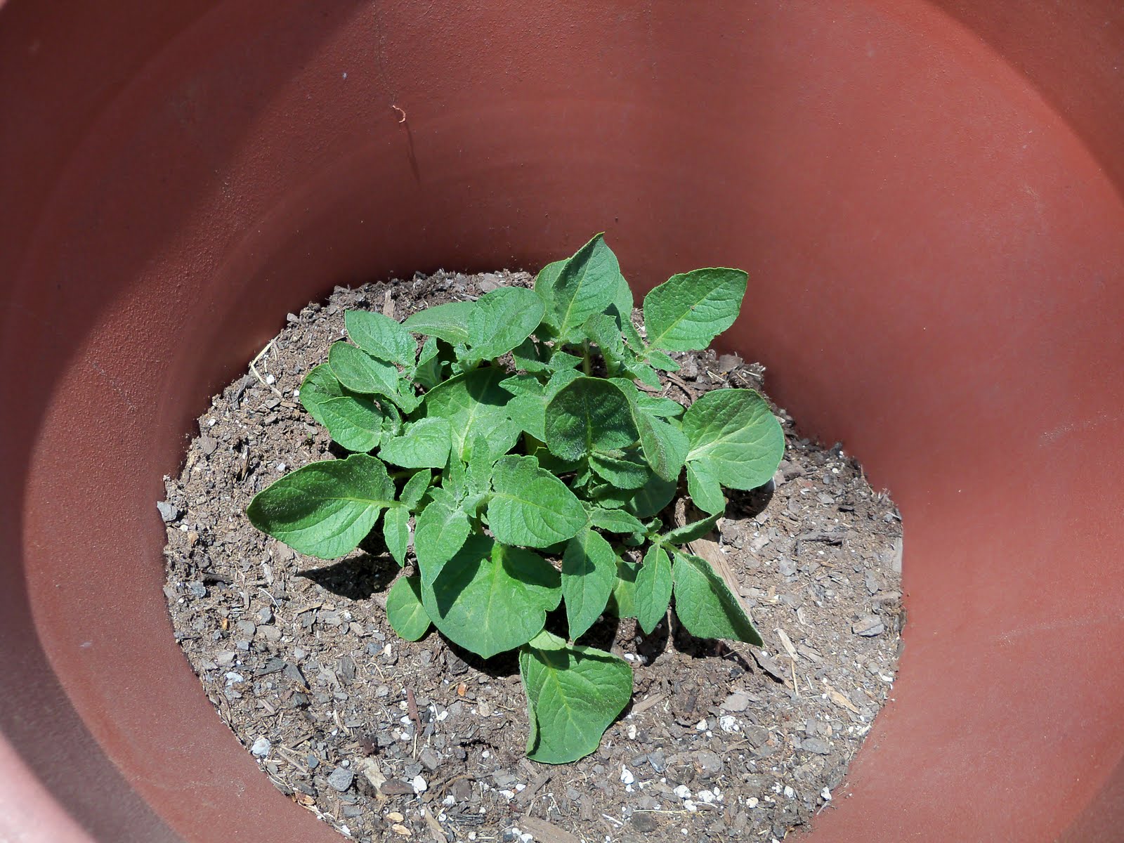 The Corner Yard Growing Potatoes in Containers