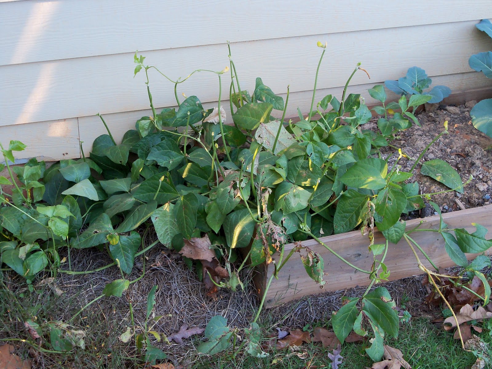 The Corner Yard The Final Word Zipper Peas/Cream Crowder Peas