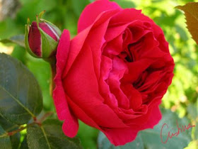 Días de rosas: Red Eden aka Eric Tabarly empezando a florecer.