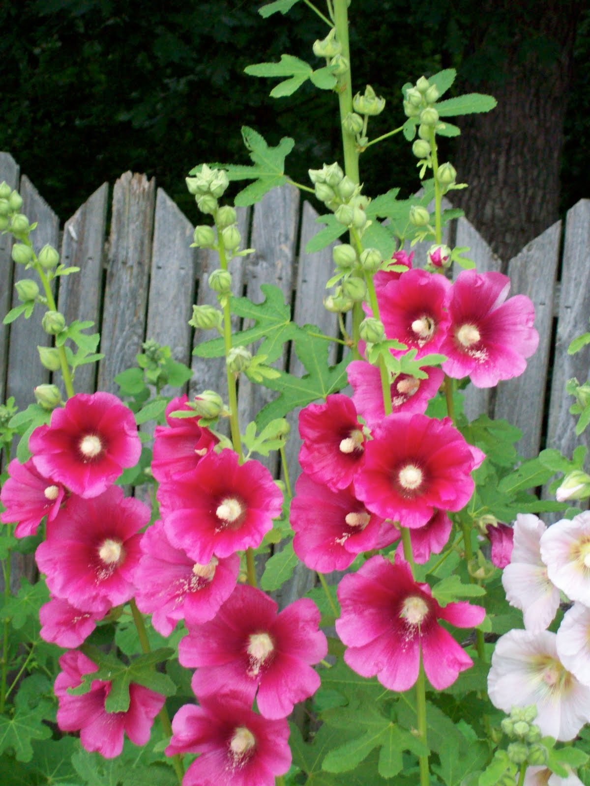 Can I Be Pretty in Pink: Holly Hocks Seeds