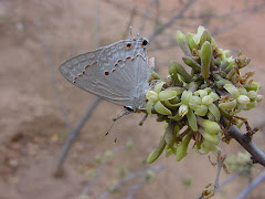 A borboleta na flor do mamãozinho-de-veado