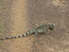 Um camaleão da caatinga