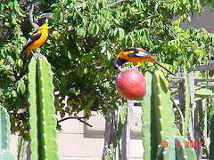 Alimento para os pássaros na caatinga