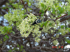 Vespa na flor do imbuzeiro II