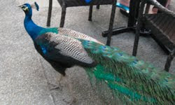 Peacock at the hotel