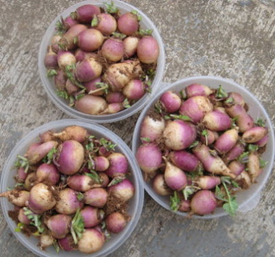 Lotsa little turnips