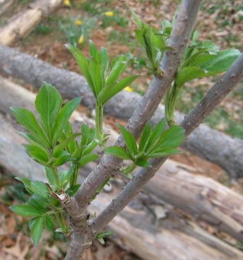 5 Acres & A Dream: March 2010