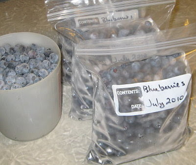 Blueberries ready for the freezer