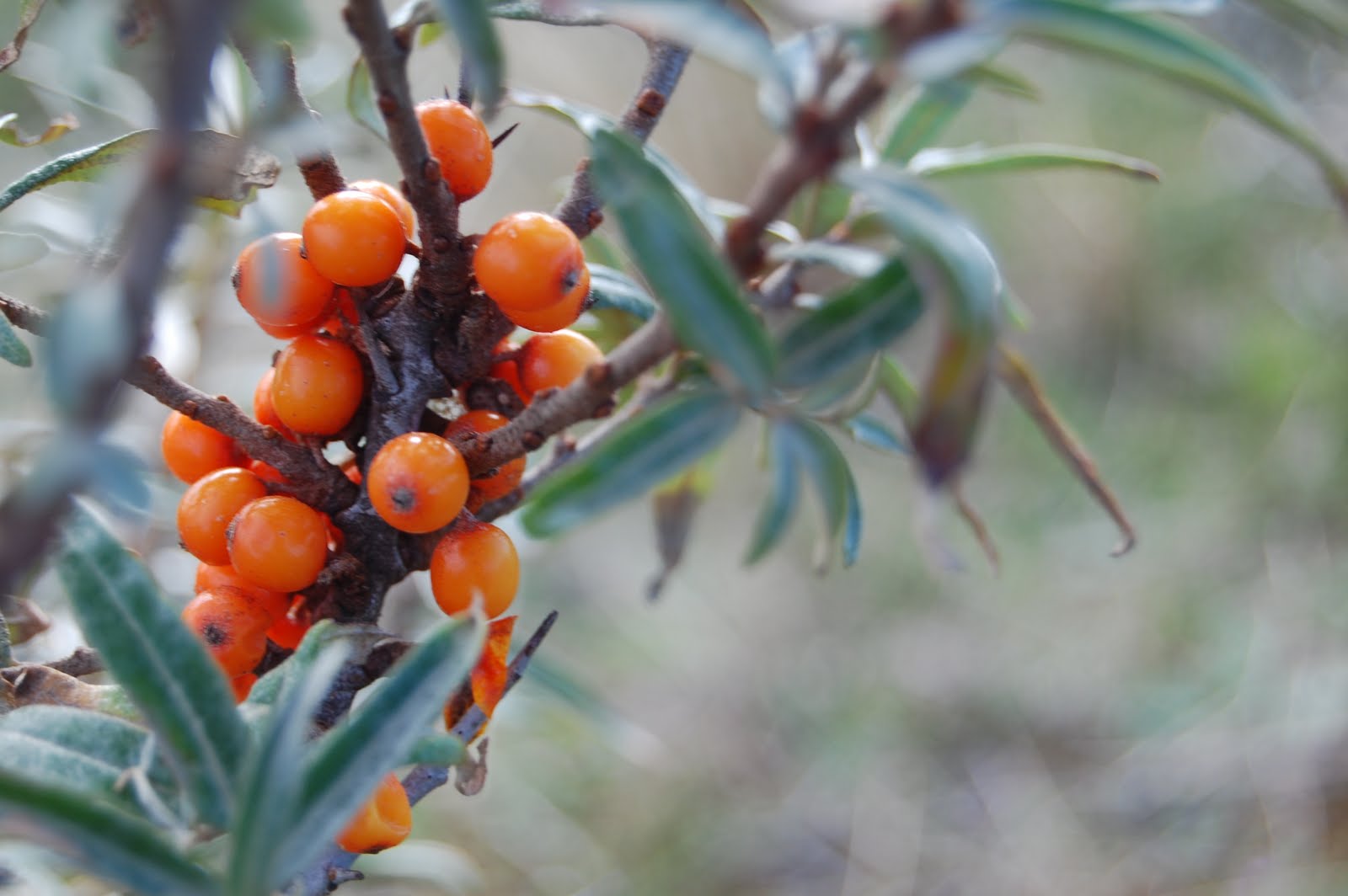 Kate Jury Garden Design Bitter blackberries?