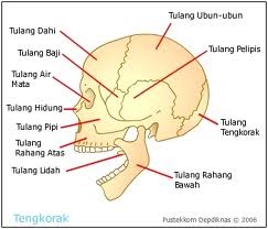 36 Gambar Tengkorak Manusia Melambangkan Sesuatu Yg 36 Gambar Tengkorak Manusia Melambangkan Sesuatu Yg