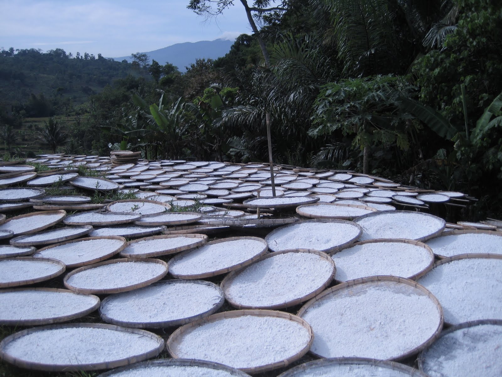 Pengeringan Tapioka Sederhana