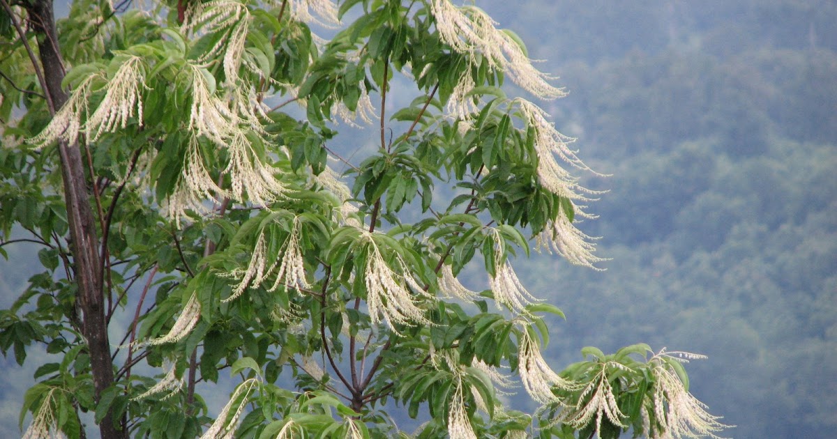 Sourwood Tree Information