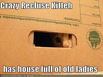 funny-pictures-crazy-recluse-cat.jpg