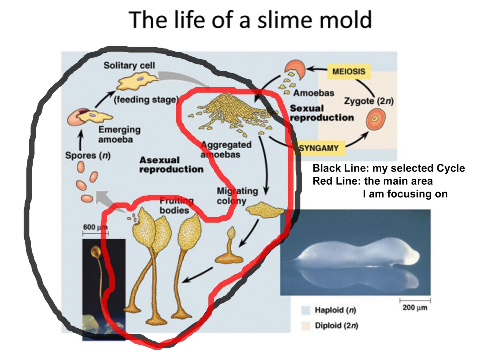 Slime Mold Life Cycle