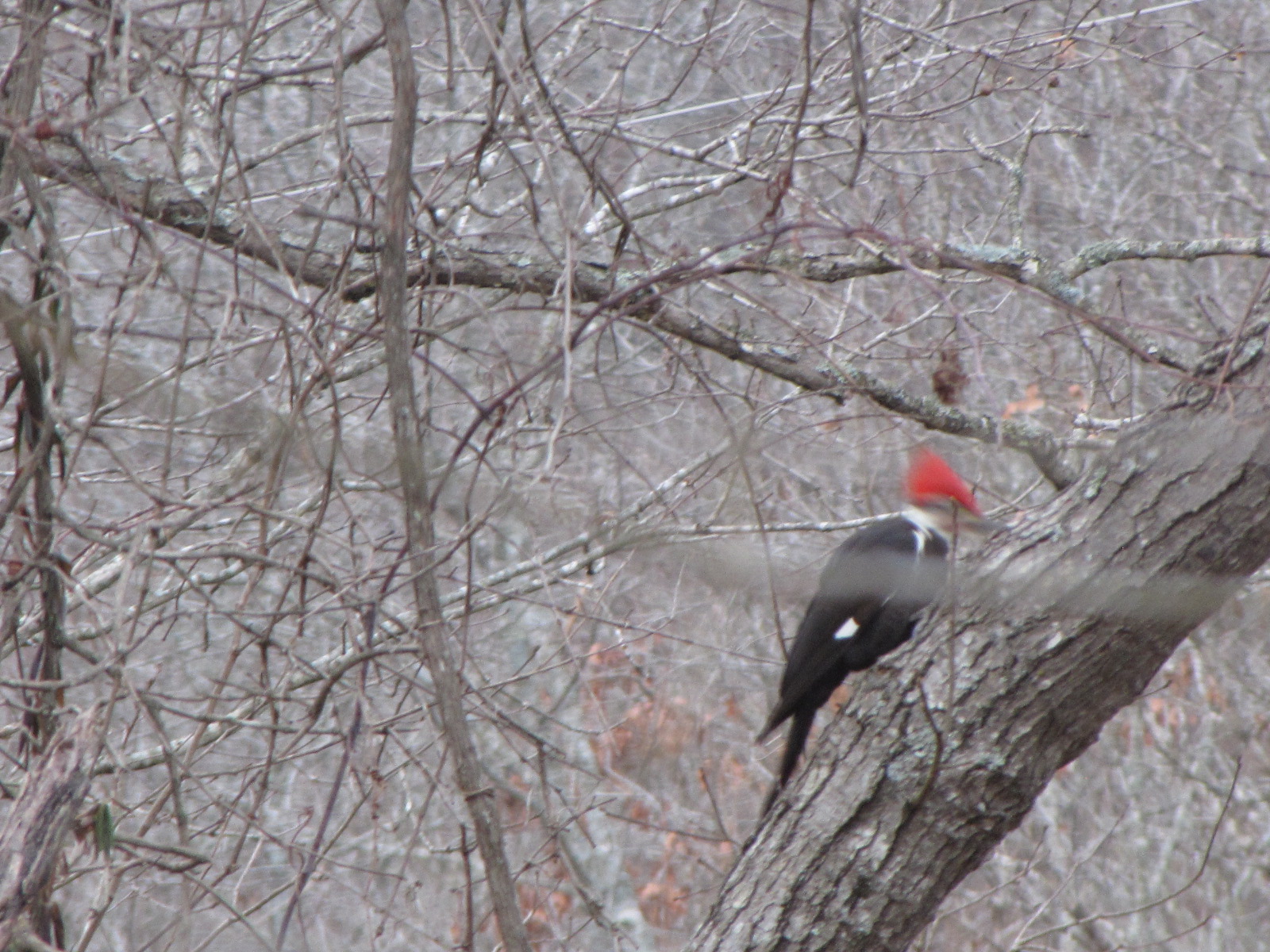Granny Mountain: Pileated Woodpecker