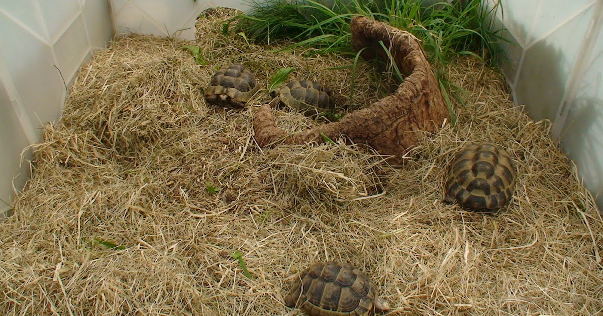 Land Schildkroten Blog Haltung Und Pflege Grosse Und Gewicht Der Landschildkroten