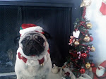 Pug X-Mas