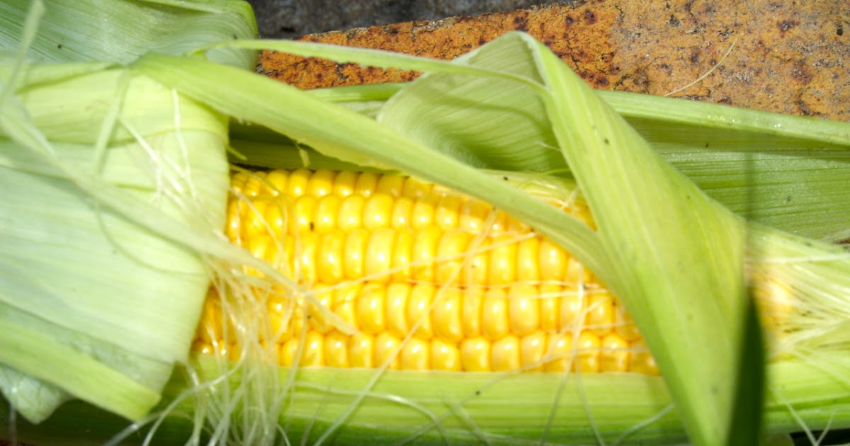 Florez Nursery Maiz Espanol Spanish Corn