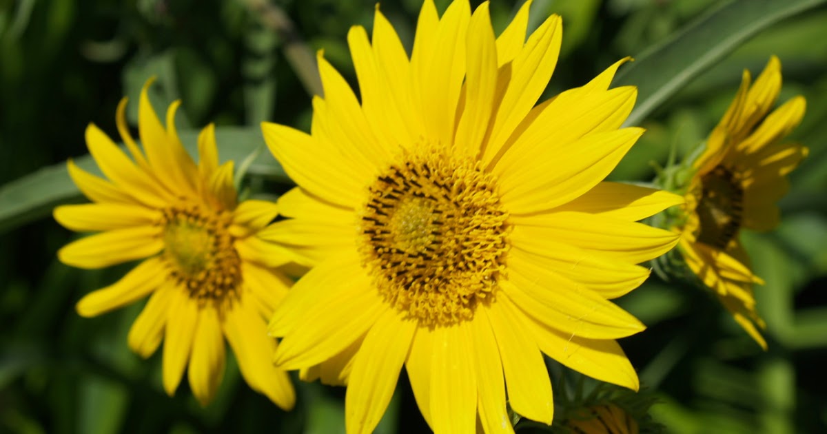 Florez Nursery Japanese Sunflower