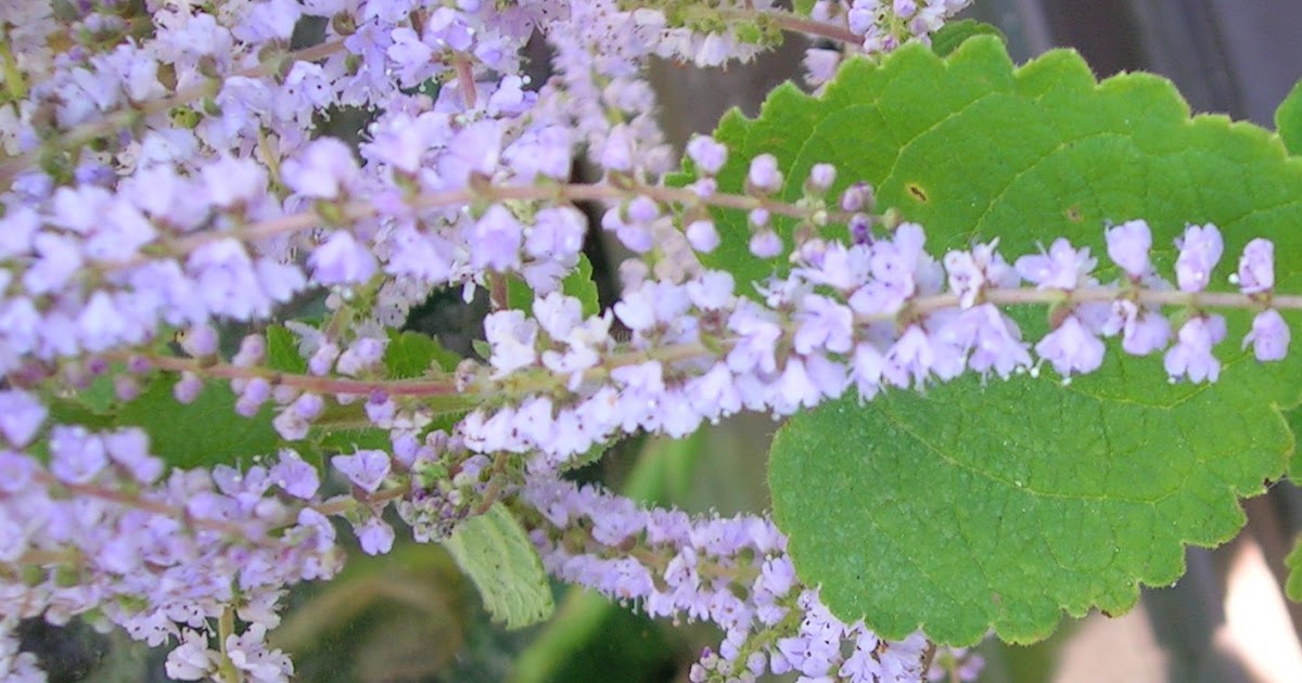 Florez Nursery Iboza riparia syn Moschosma riparia 'Nutmeg Bush'