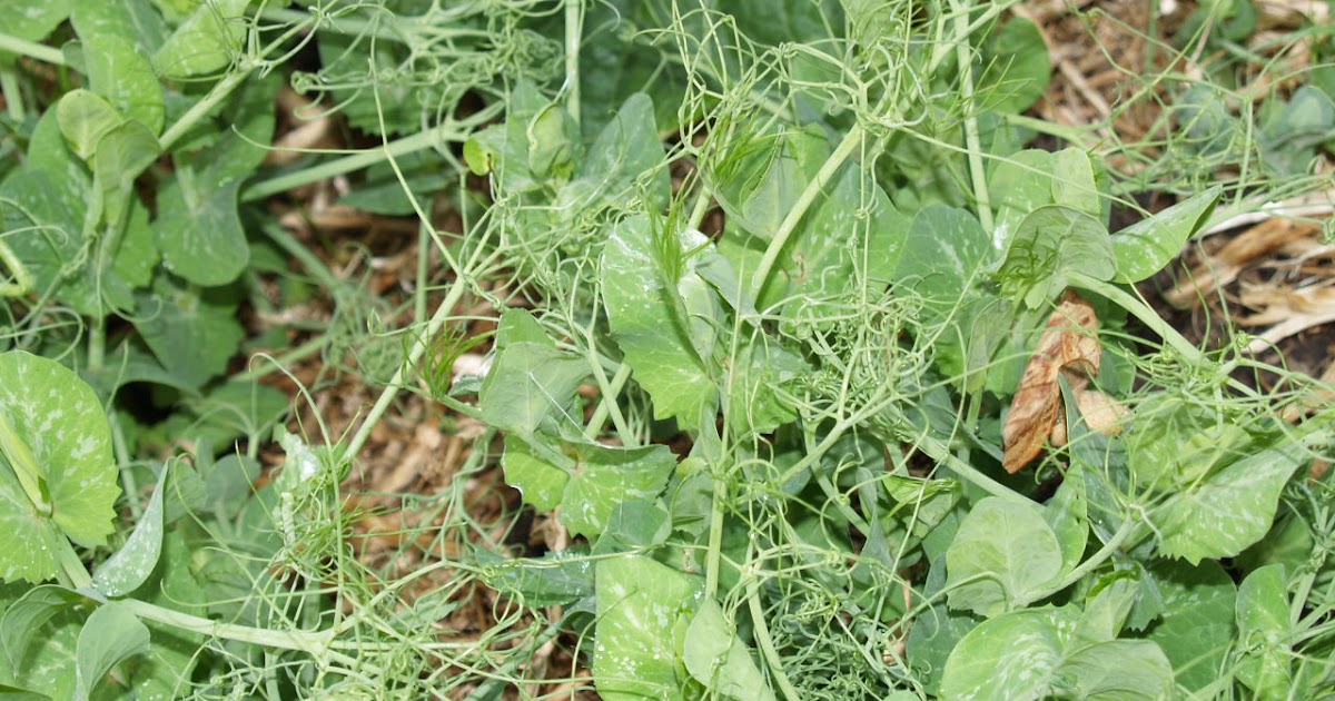 Florez Nursery Pea Straw Mulch