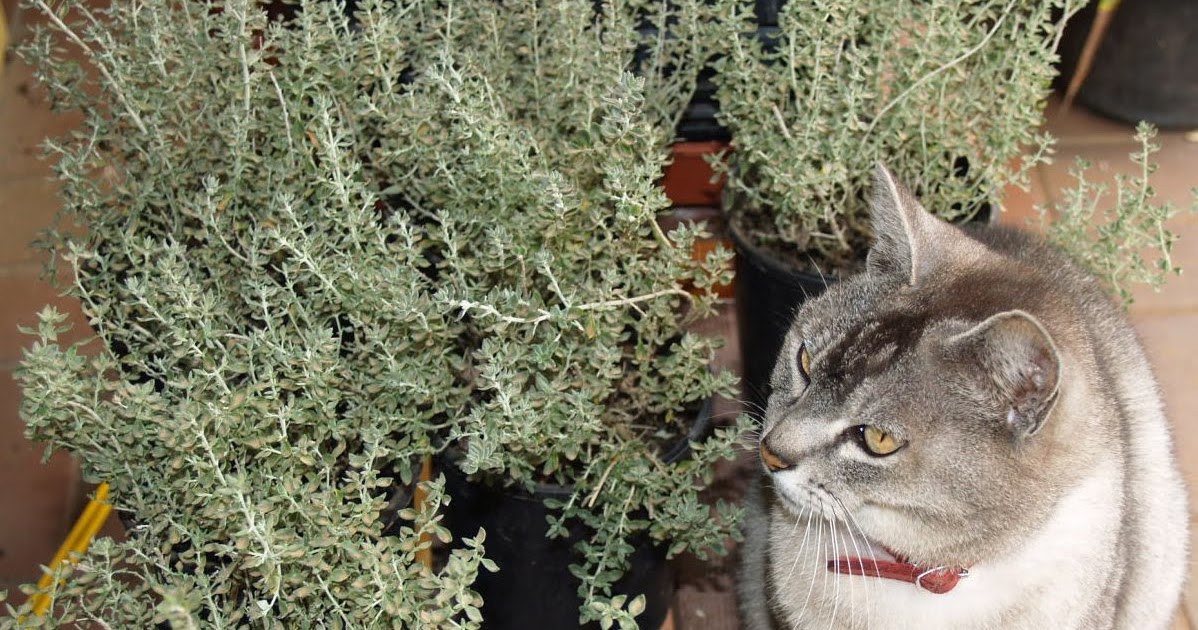 Florez Nursery Teucrium marum, Cat Thyme