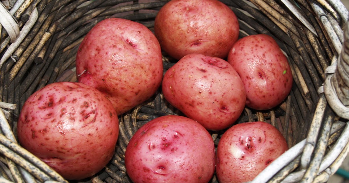 Florez Nursery Red Pontiac potatoes