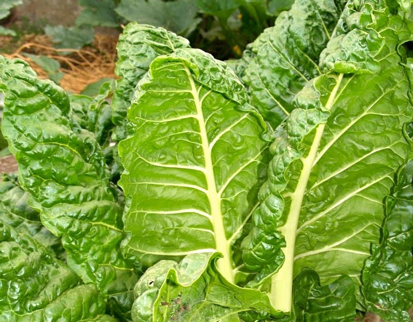 Companion planting silverbeet information