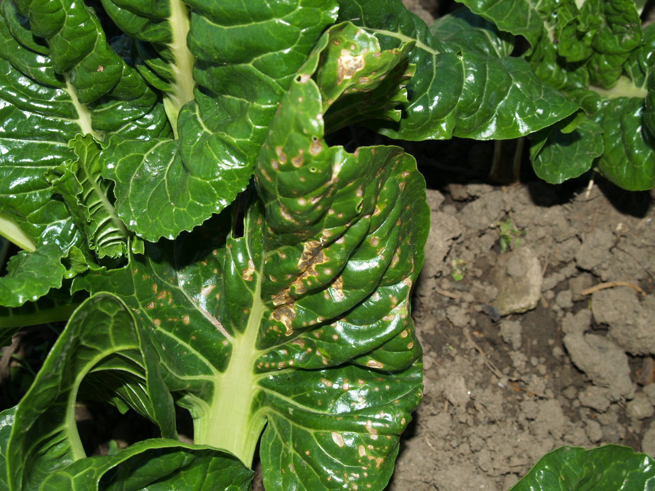 Florez Nursery Plant pathologyCercospora leaf spot on Beets