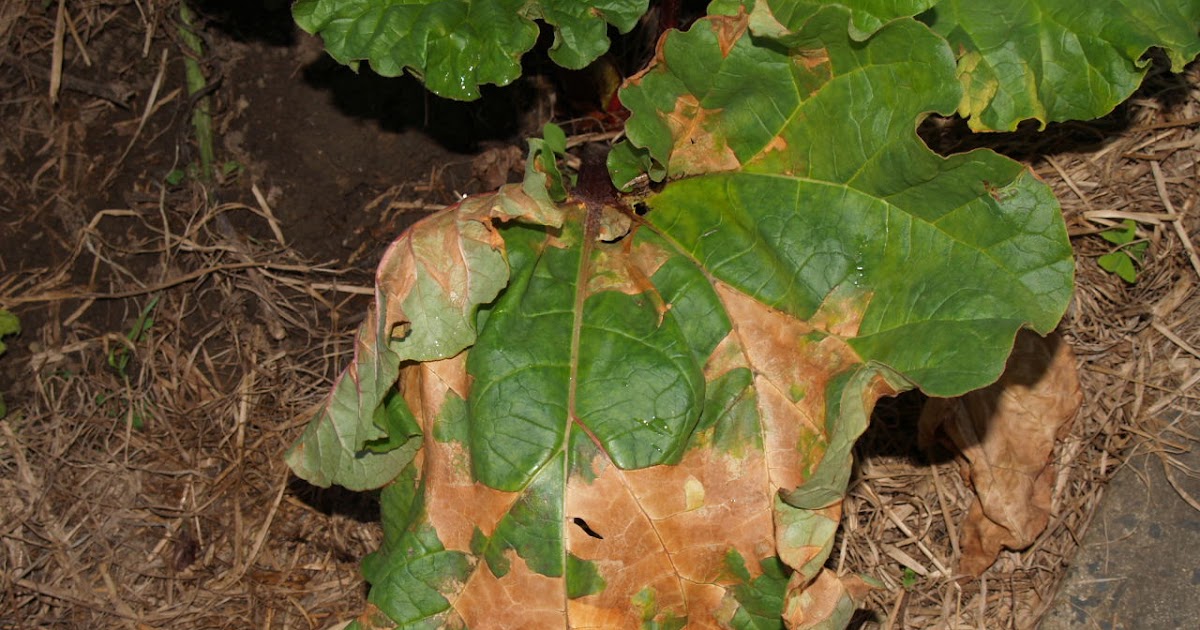Florez Nursery: Plant pathology:Leaf spot diseases on Rhubarb