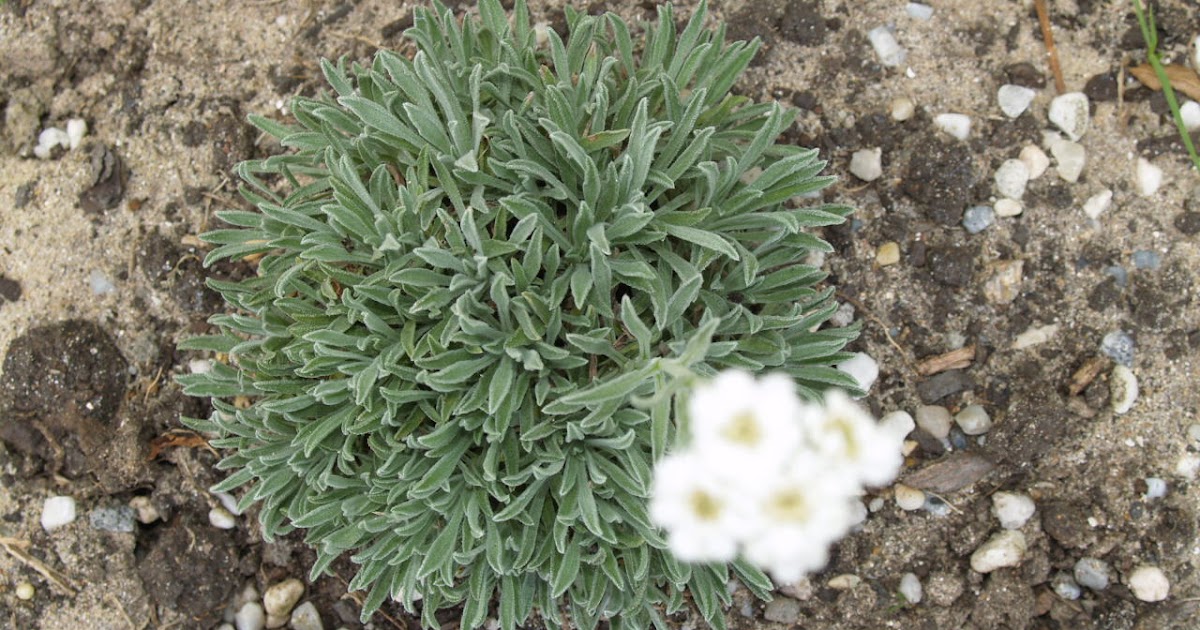 Florez Nursery Achillea ageratifolia Greek Yarrow