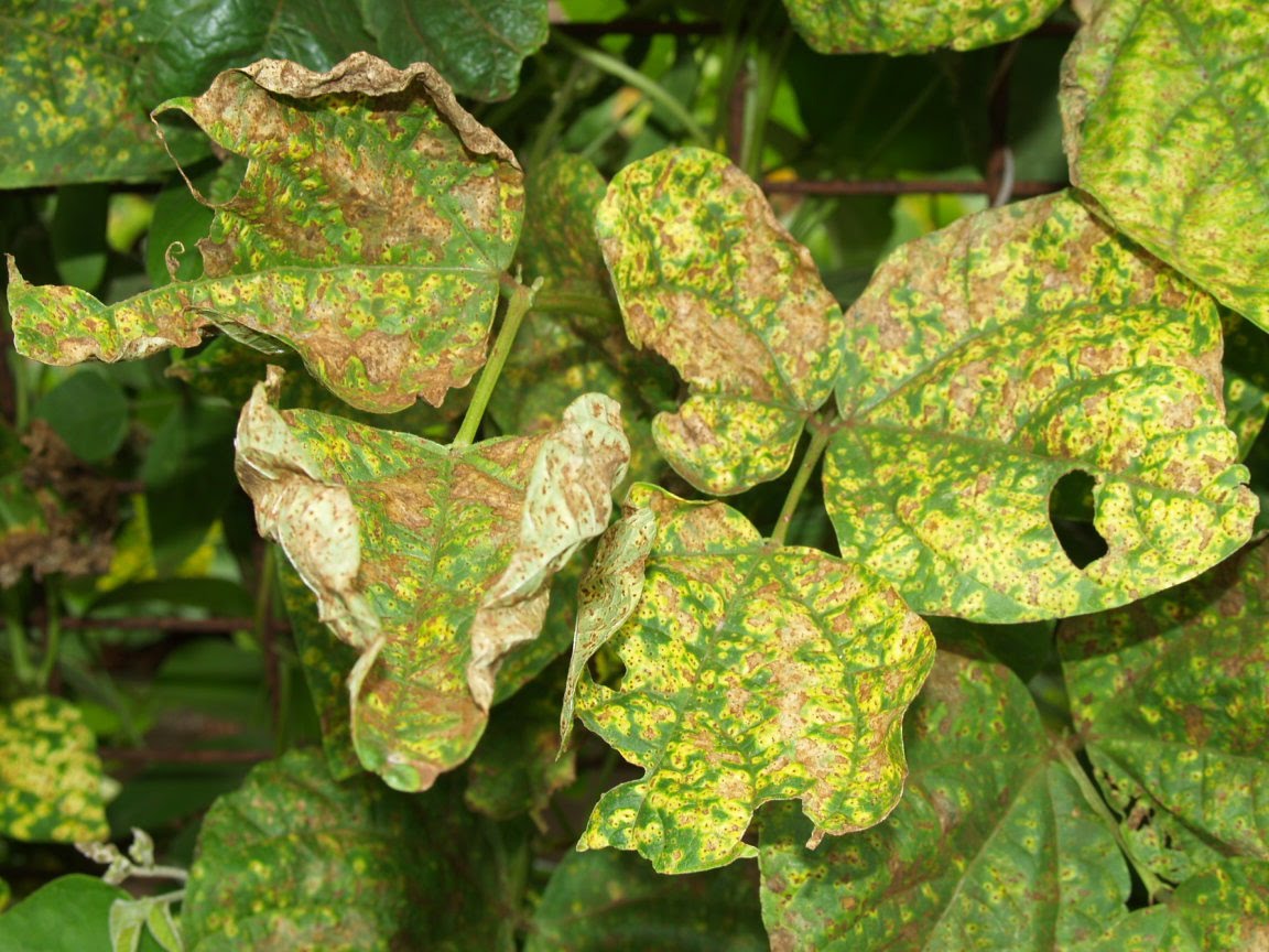 Florez Nursery Plant pathologyBean rust, Uromyces appendiculatus