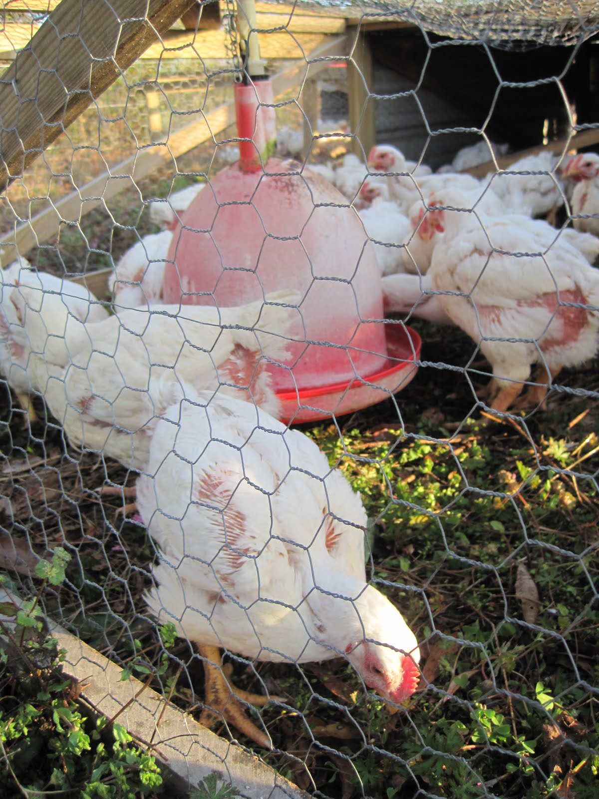 FRESH FARMING Broilers 5 weeks and growing...