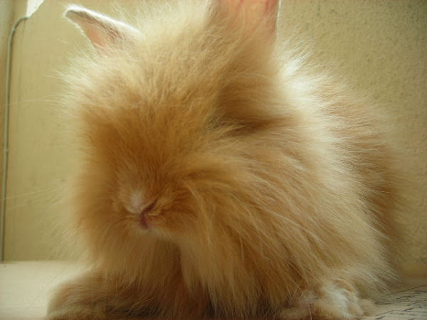 Angel Rabbit Blog