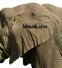 41 Koleksi Gambar Binatang Telinga Gajah Gratis