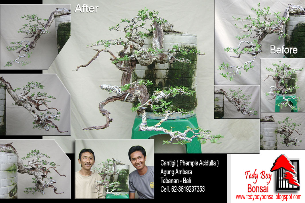 Bonsai Tedy Boy Bonsai Bali INDONESIA europe usa america european JAPAN