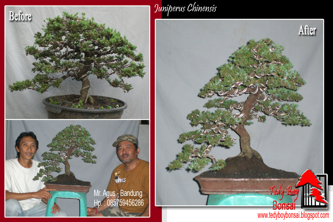 Bonsai Tedy Boy Bonsai Bali INDONESIA europe usa america european JAPAN