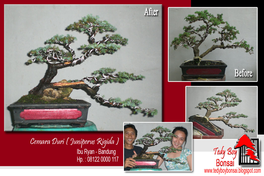 Bonsai Tedy Boy Bonsai Bali INDONESIA europe usa america european JAPAN