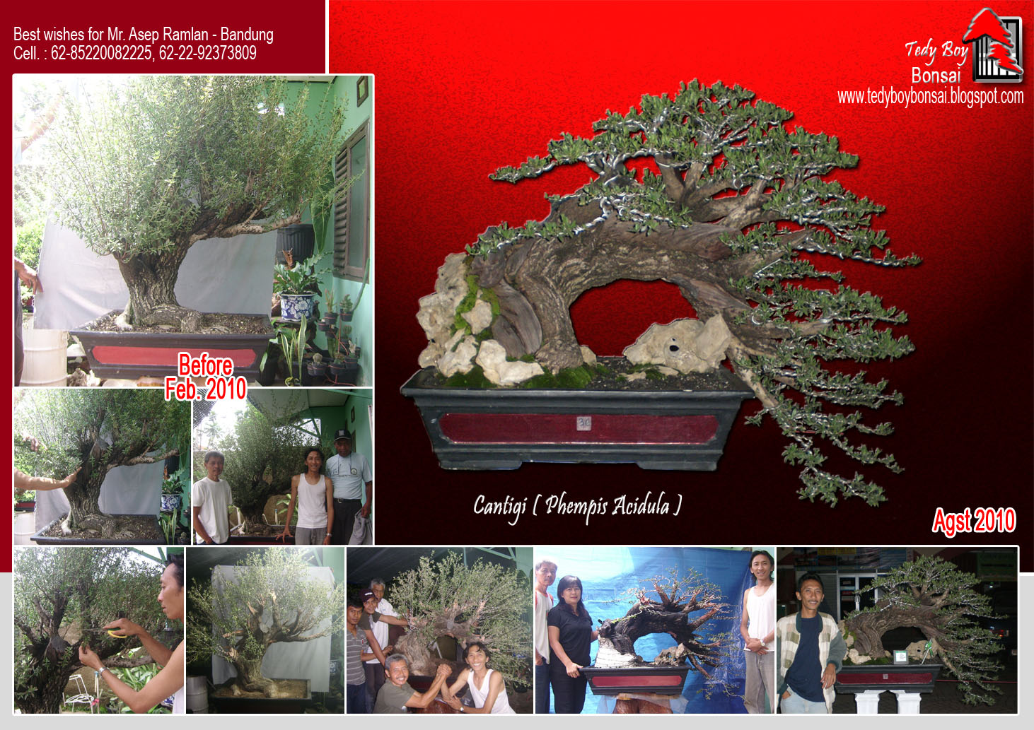Bonsai Tedy Boy Bonsai Bali INDONESIA europe usa america european JAPAN