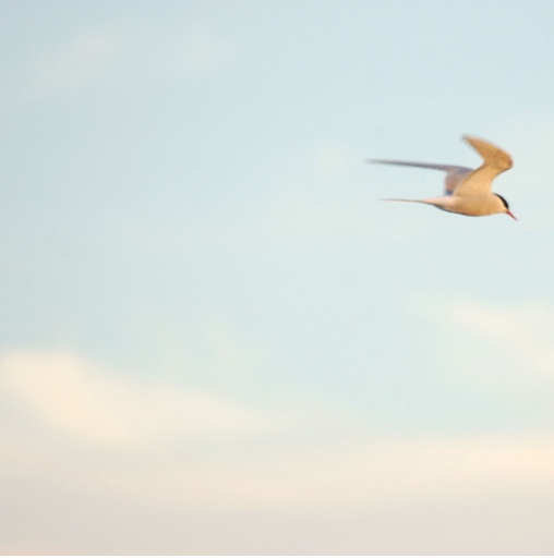 [Screen+shot+2010-03-01+at+12.48.04+PM_m.jpg]