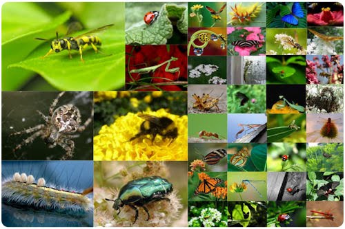 Los insectos de mi jardín (40 fotos tipo macro)