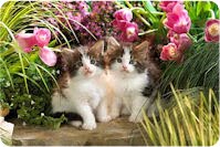Para quienes adoran los gatitos (15 imágenes de mininos)