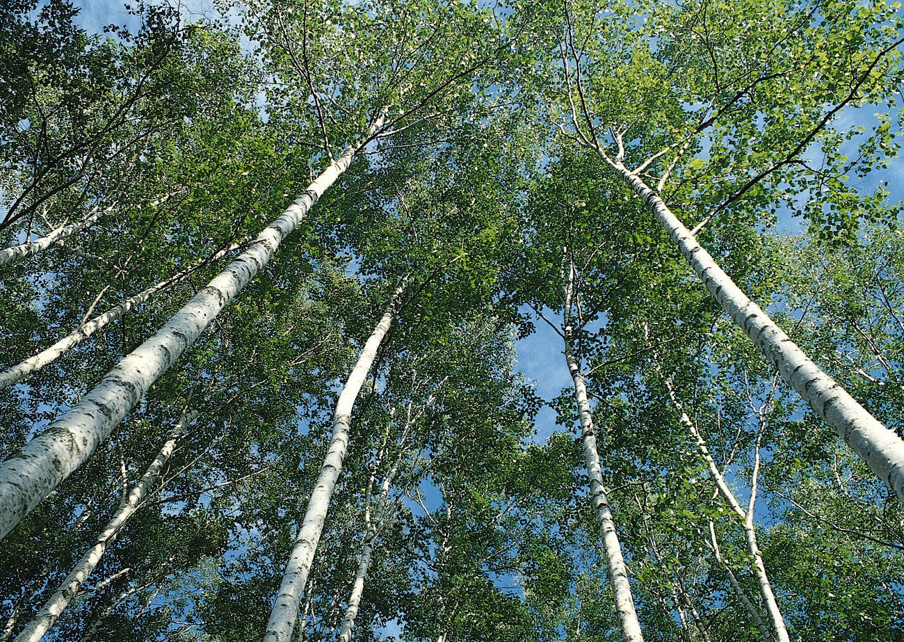 Banco de Imágenes: Un paseo por los verdes prados (50 imágenes de 1300x923)