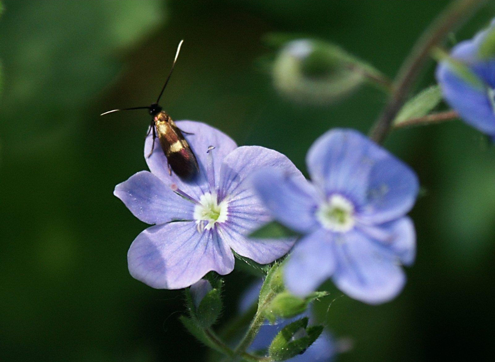 d~Atr Fragma: Mirando muy de cerca los insectos de mi jardín (24 fotos)