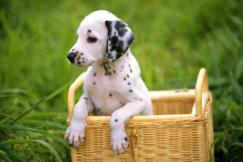 Un lindo perrito dálmata