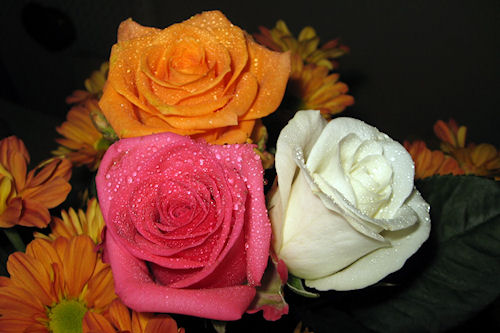 Rosas de colores parte VI (5 fotos gratis para compartir)