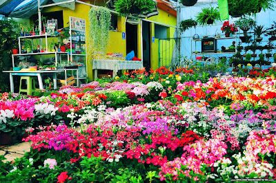 Imágenes y fotografías de Xochimilco | Xochimilco Photos México