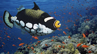 Viaje por el fondo marino y Animales Acuáticos - SeaBed