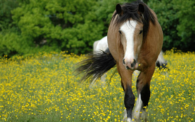 Fotografías de caballos (Equinos de Pura Sangre)